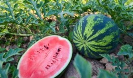 乌卅里吃瓜,揭秘网络热点的背后故事