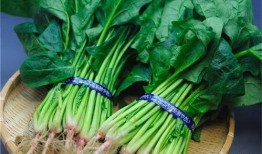 吃了菠菜可以吃瓜吗,探讨同食的饮食搭配奥秘