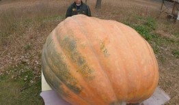 吃瓜要吐渣,揭秘娱乐圈背后的真相与内幕