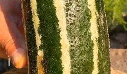 瓜没熟吃生瓜怎么样