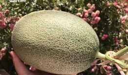 山东高速吃瓜,揭秘背后真相与争议