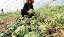 吃瓜广饶,探寻美食背后的广饶故事