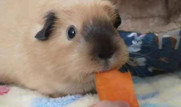 豚鼠吃哈密瓜不,豚鼠食用哈密瓜的奇妙体验