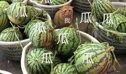 吃瓜娱乐饭,揭秘娱乐圈背后的故事与幕后花絮