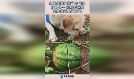 给狗吃小瓜,小瓜美食大揭秘