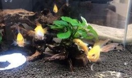 吃瓜群众小胡子