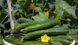 花碎花吃瓜视频,揭秘网络热门视频背后的故事