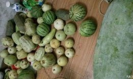 秦不留回 吃瓜,揭秘吃瓜背后的故事与真相