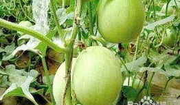 孕妇梦见在瓜地吃瓜,孕妇梦境中的甜蜜瓜地奇遇