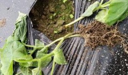 苗老师吃瓜,揭秘娱乐圈幕后故事