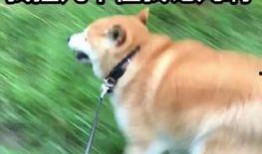 吃瓜小狗表情包下载,趣味横生的网络潮流