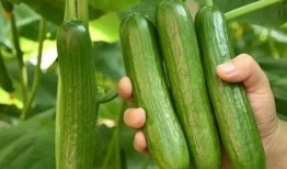 吃小瓜水果,吃瓜水果的甜蜜诱惑