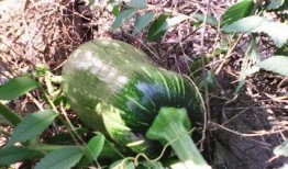 瓜园里吃瓜,品味瓜果的甜蜜时光