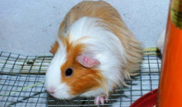 豚鼠吃哈密瓜不,豚鼠食用哈密瓜的奇妙体验