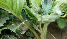 苗老师吃瓜,揭秘娱乐圈幕后故事