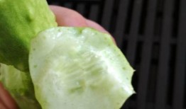 吃白玉瓜的好处