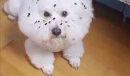 吃瓜小狗表情包下载,趣味横生的网络潮流