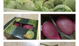 哈密吃瓜 哪里好,探寻最佳瓜果品尝地