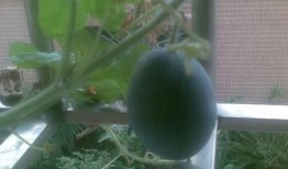 阳瓜孕妇可以吃,营养美味，孕妇的理想选择