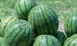 秦不留回 吃瓜,揭秘吃瓜背后的故事与真相