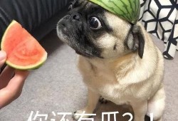 华为手机吃瓜表情,解锁社交新姿势