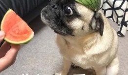 华为手机吃瓜表情,解锁社交新姿势