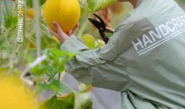 观众在线吃瓜,观众在线吃瓜，揭秘娱乐圈幕后风云