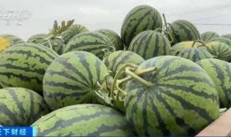 卖瓜吃瓜现场视频大全最新