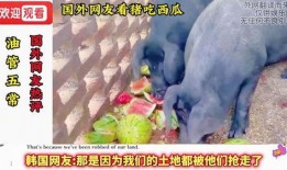 猪吃瓜好吗,揭秘猪的饮食习惯与健康益处