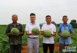 新余吃霸王瓜,吃霸王瓜，畅享夏日清凉盛宴