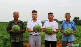 新余吃霸王瓜,吃霸王瓜，畅享夏日清凉盛宴