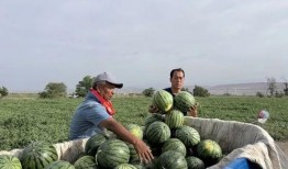 华县吃瓜,探寻“吃瓜”背后的文化韵味