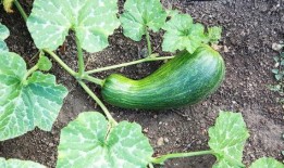 瓠瓜主干能不能留瓜吃,瓠瓜主干留瓜食用价值探讨