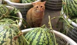 吃瓜已经吃不动了,揭秘娱乐圈幕后真相