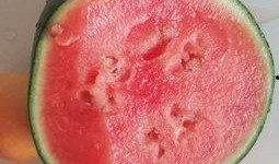 吃黑面瓜视频,视频带你领略独特风味