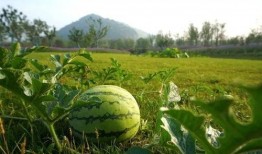 国外吃瓜pdf美区,国外PDF现象背后的故事