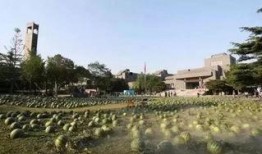 梧州学院吃瓜墙,校园热点事件背后的真相与反思