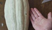 大瓜叶可以吃吗怎么吃,大瓜叶的食用方法与营养价值揭秘