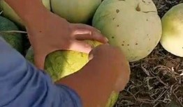 打个板吃瓜,揭秘网络热词背后的文化现象