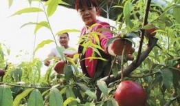 吃瓜广饶,探寻美食背后的广饶故事