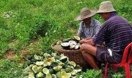 吃瓜留子还是吃瓜留籽