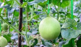 喉咙发炎可以吃瓜吗,瓜类食物的适宜与否探讨