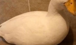 柯尔鸭吃瓜泥,柯尔鸭的瓜泥美食之旅