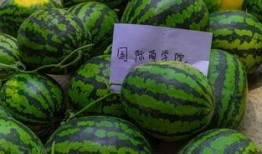 吃瓜不如学文化,文化学习才是硬道理