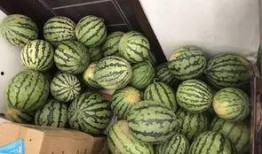 瓜地里吃西瓜的视频,品尝夏日甜蜜，西瓜美味瞬间