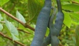 吃瓜留子还是吃瓜留籽