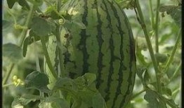 国外吃瓜pdf美区,国外PDF现象背后的故事