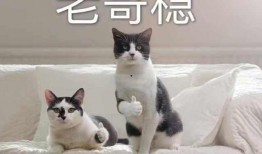 肥波吃大瓜,大瓜盛宴尽享美味时光