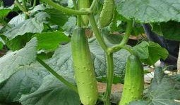 成都酒店吃瓜,揭秘美食与娱乐的跨界融合