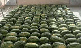 潮汕吃瓜新闻,揭秘当地美食背后的故事